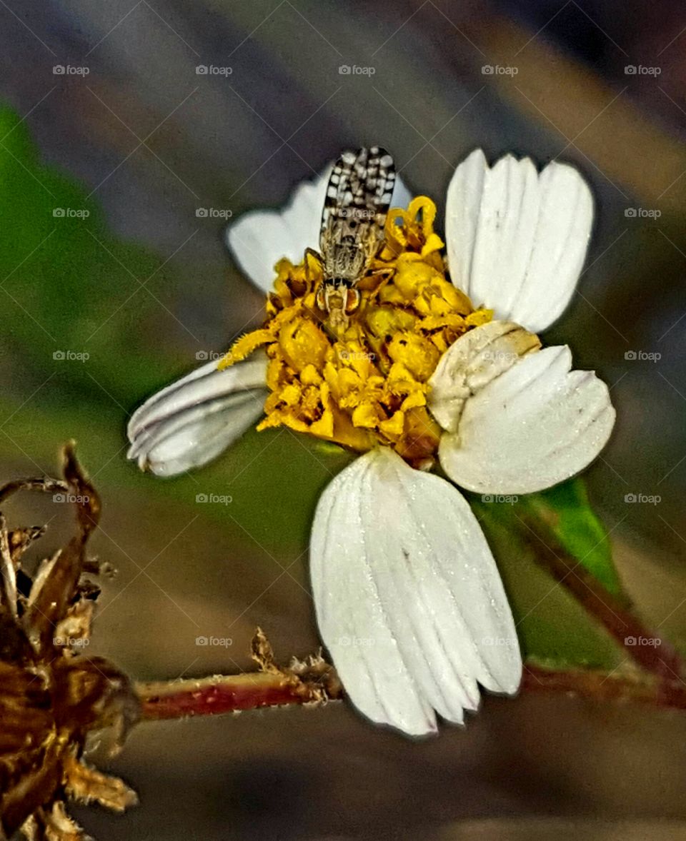 Insect, Nature, Flower, No Person, Garden