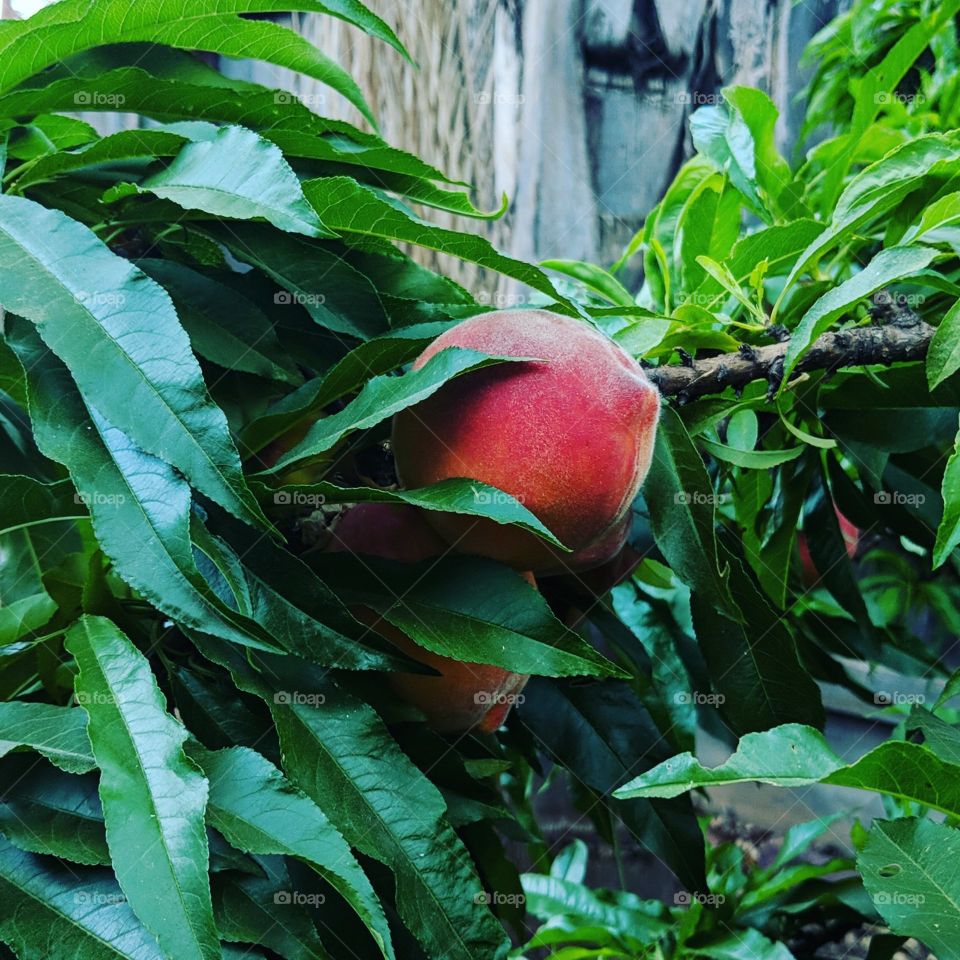 Peach on a Branch