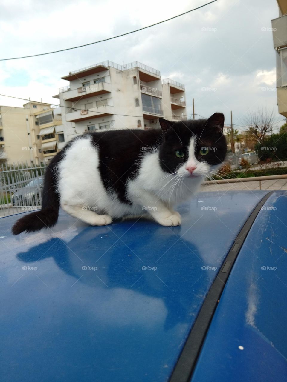 cat in black and white