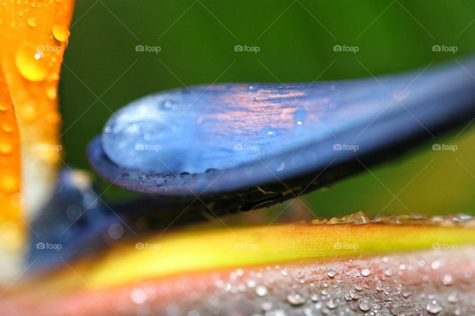 The little details on the Bird of Paradise