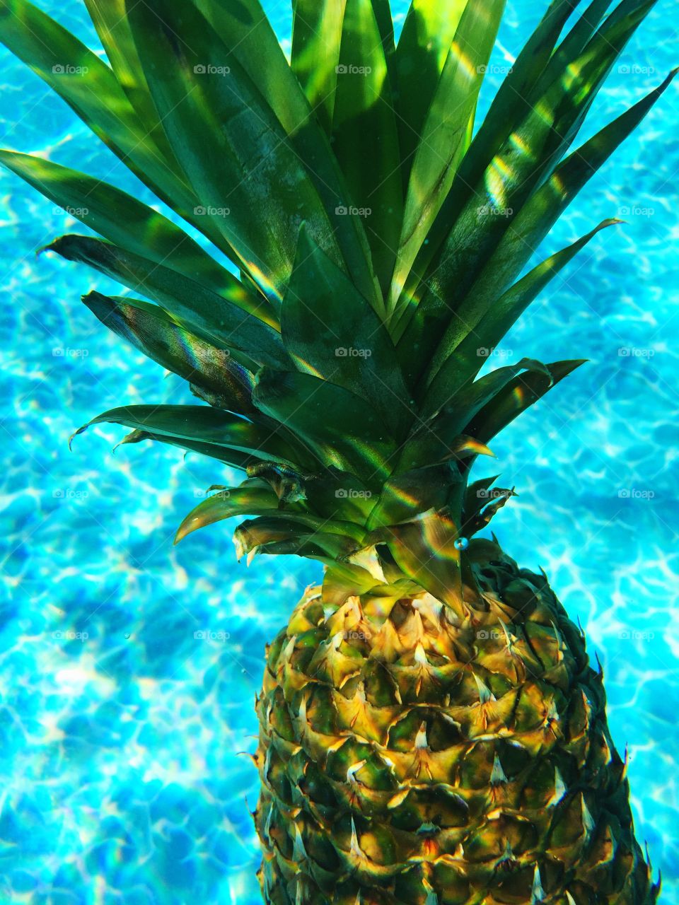 Close up of a pineapple fruit sinking under water in a swimming pool. 