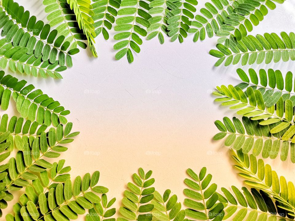 Picture frame of small green leaves with the gradient color.