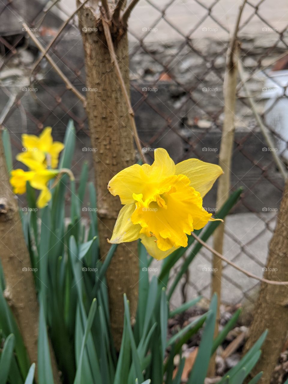 yellow daffodils