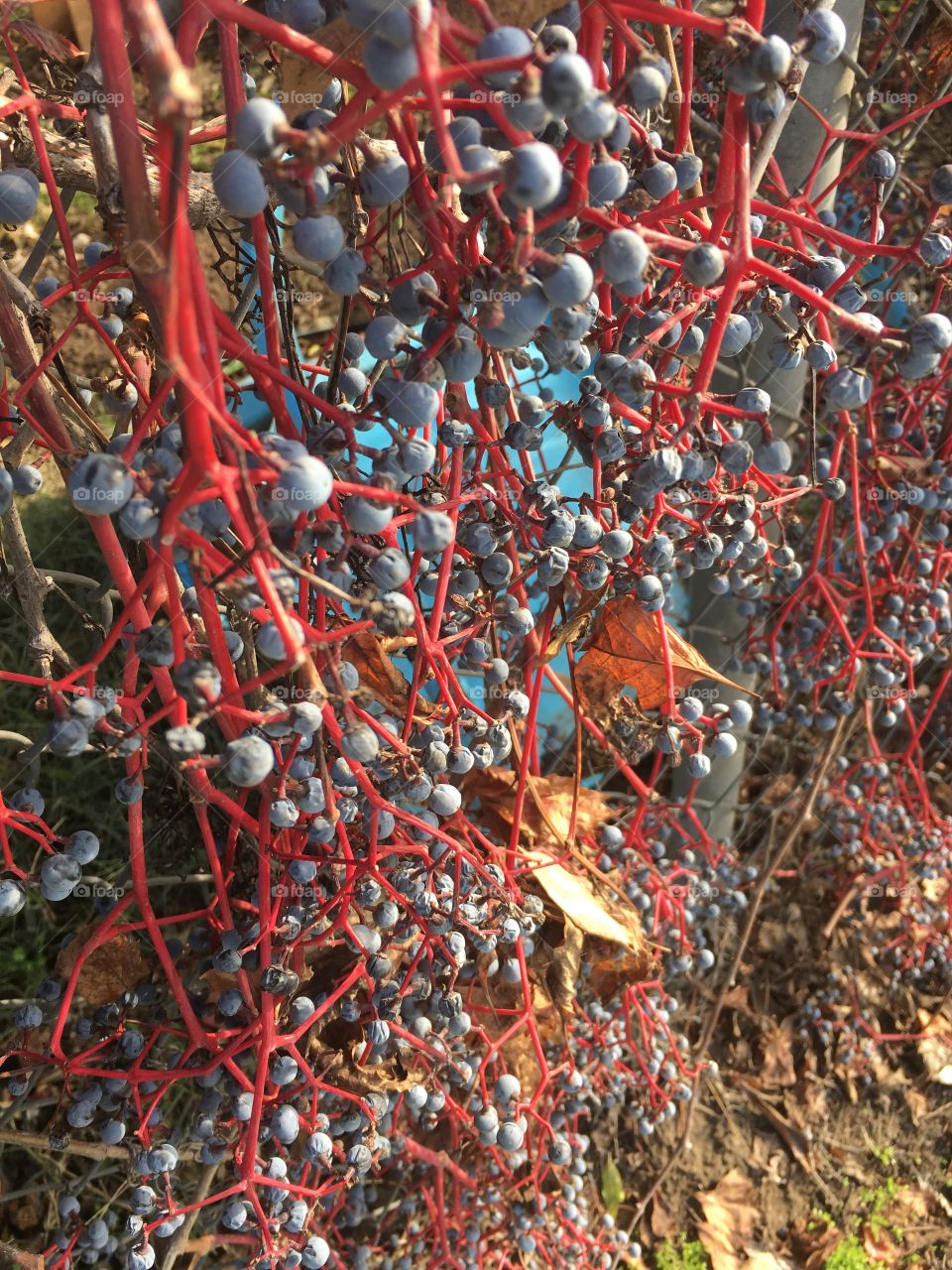 Berries on a branch 