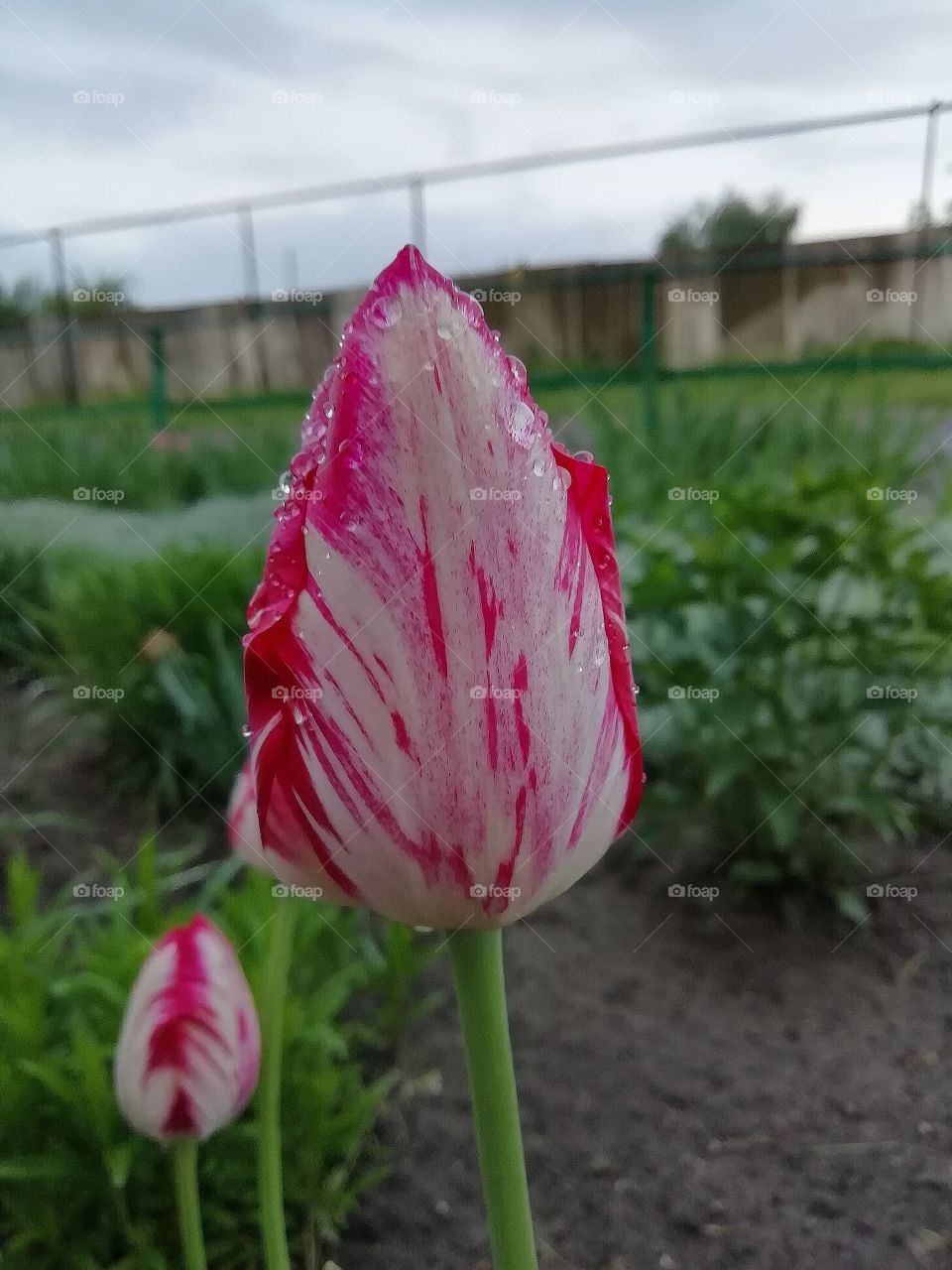 Тюльпан. Моя клумба после дождика. Наконец-то зацвели поздние тюльпаны.