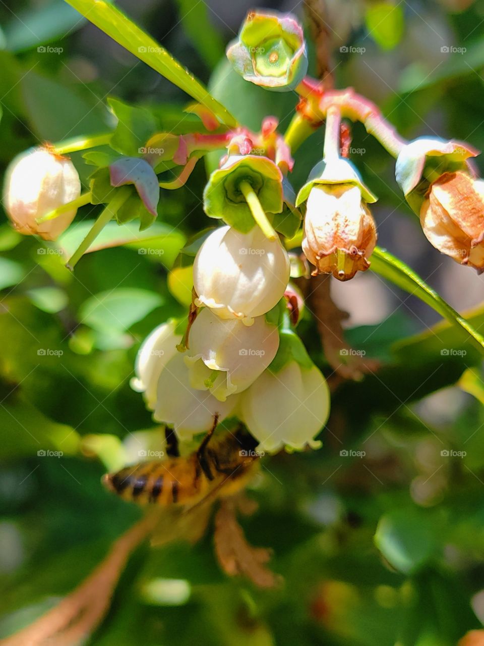 Busy little honey bee