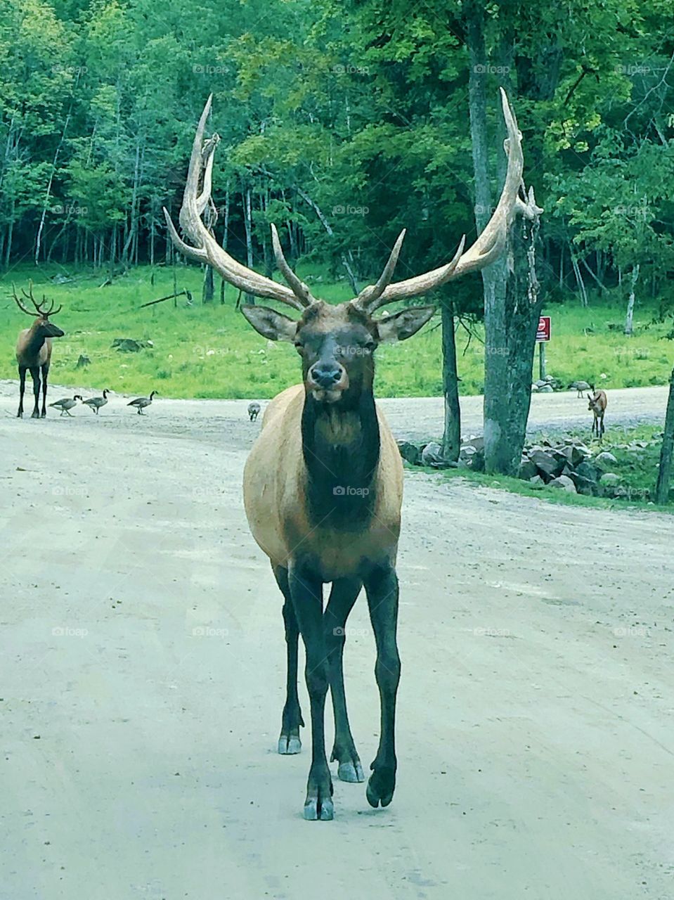 Oh dear ! It’s a deer