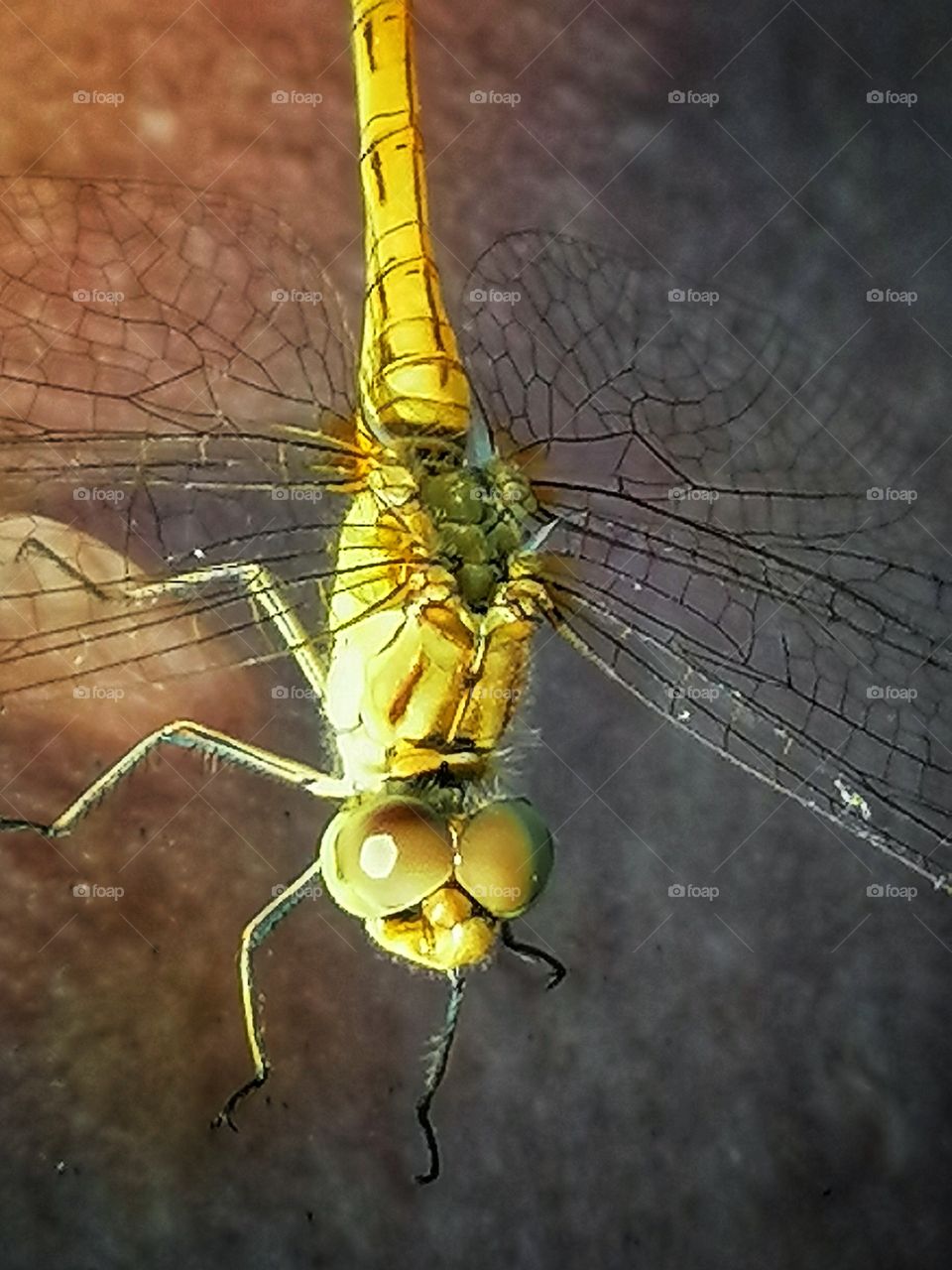 Dragonfly