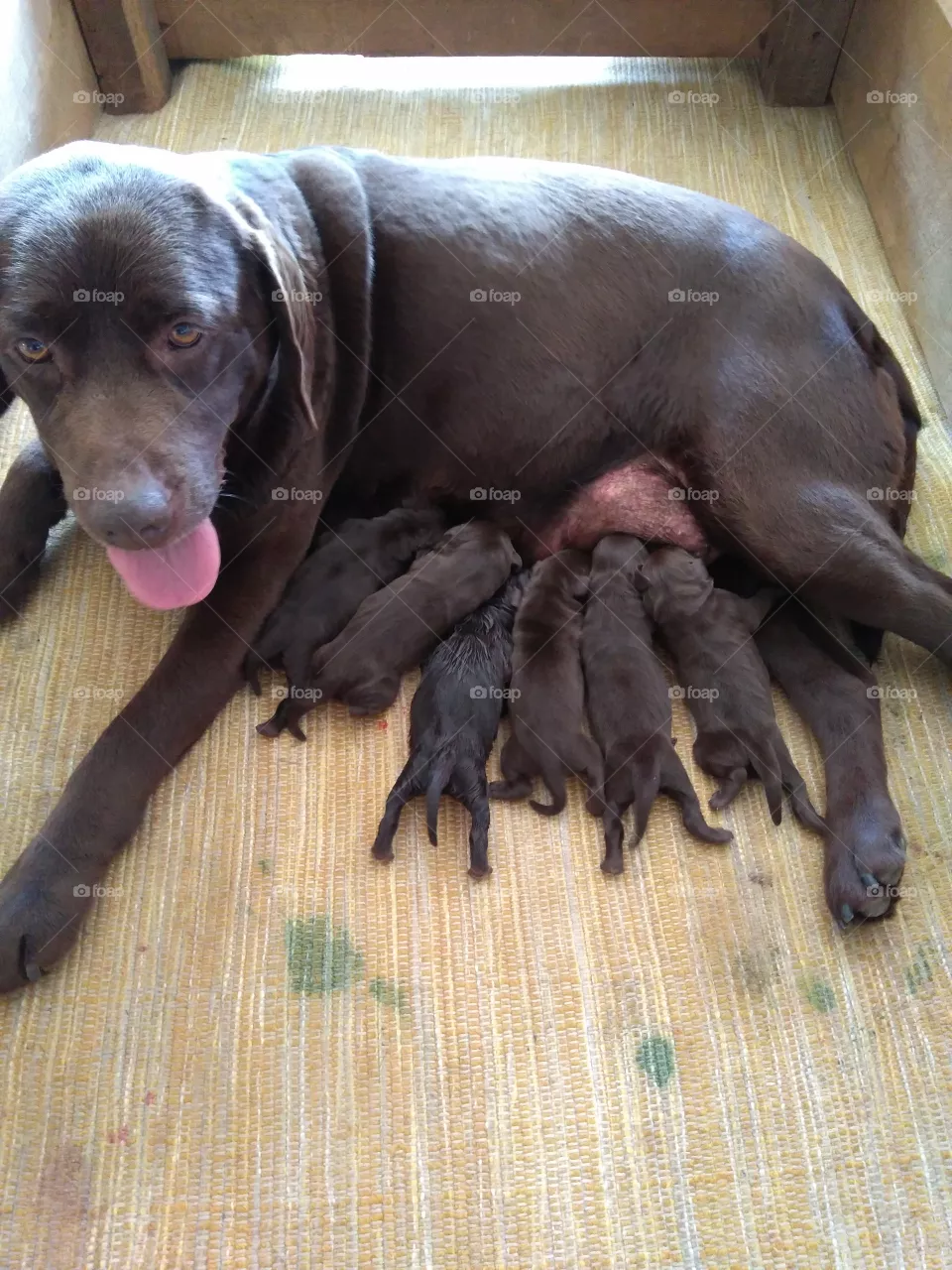 Mummy