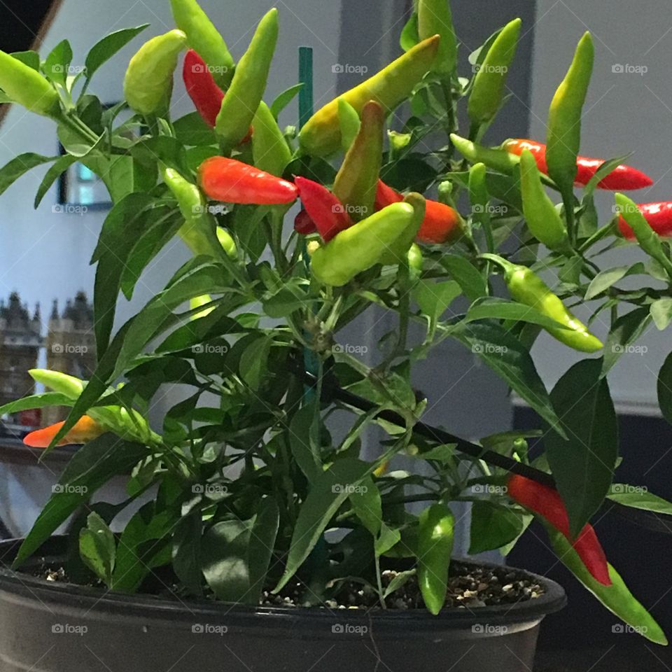 Indoor grown Thai chili pepper 