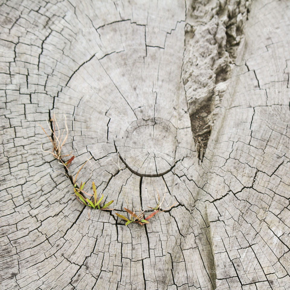 wooden texture