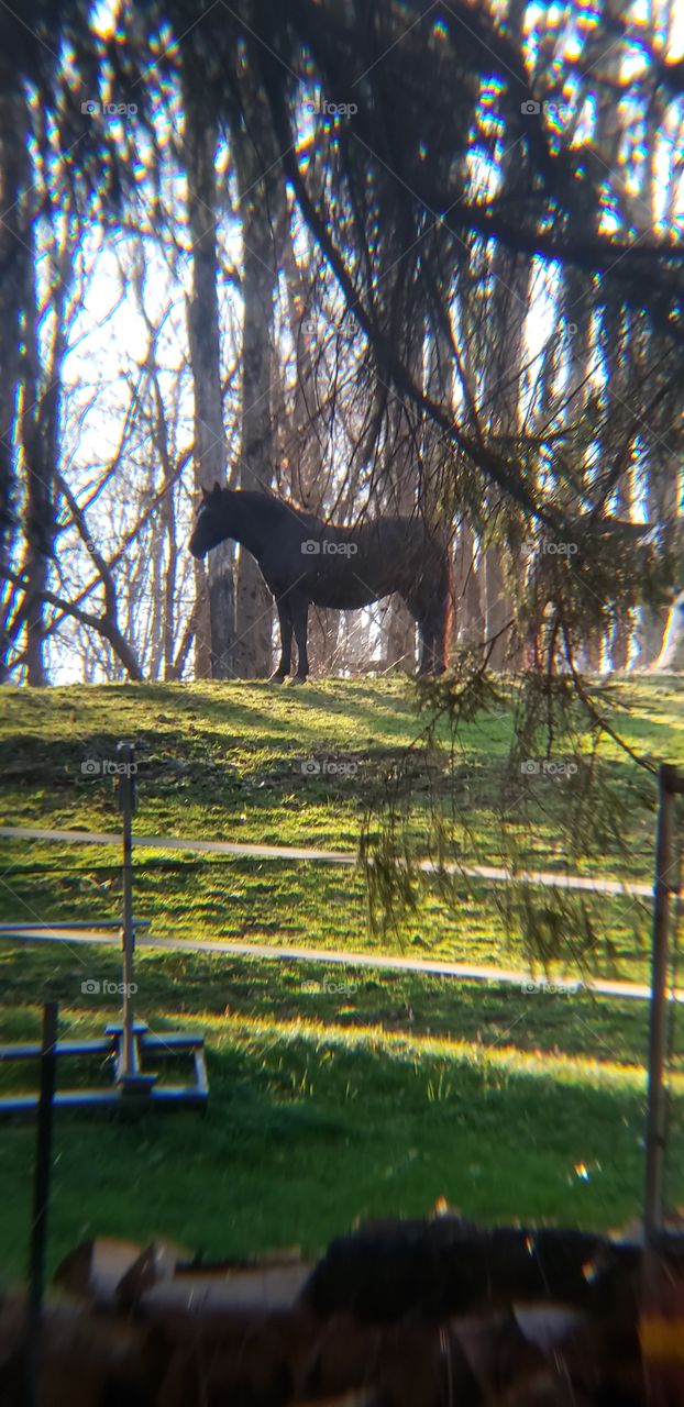 Beautiful Brown Horse Enjoying the Afternoon Sun