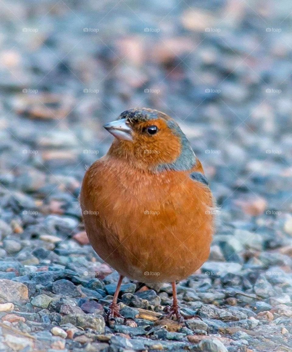 Birds chirping around you is a beautiful realization that life is incredibly good. 