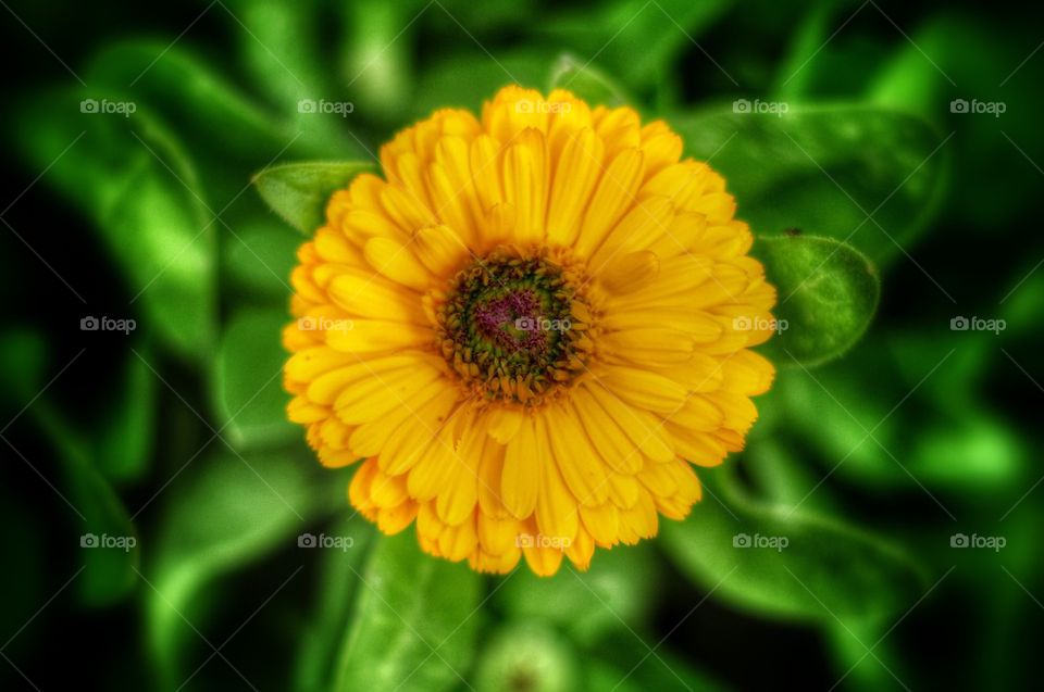 Yellow flower 