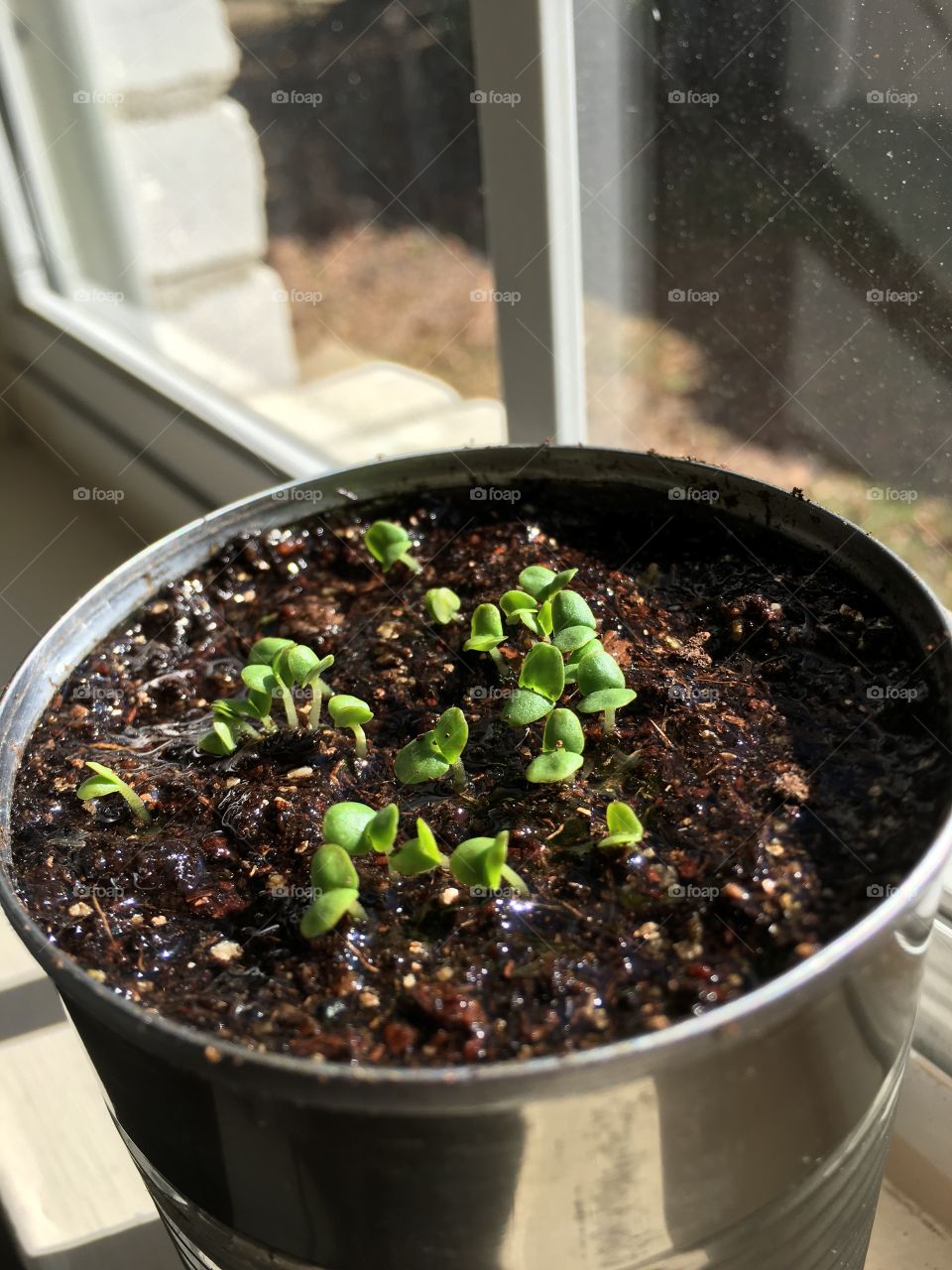 Basil seedlings. 