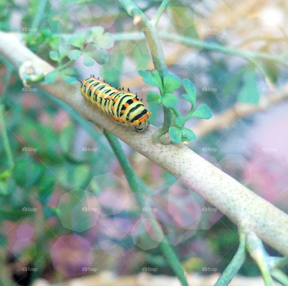 True story, this is this little guy's last photo on earth 😞 he was eating my dad's flwoers for so long then when we found him my dad thought "oh finally" and..you can imagin the rest 👞 lol