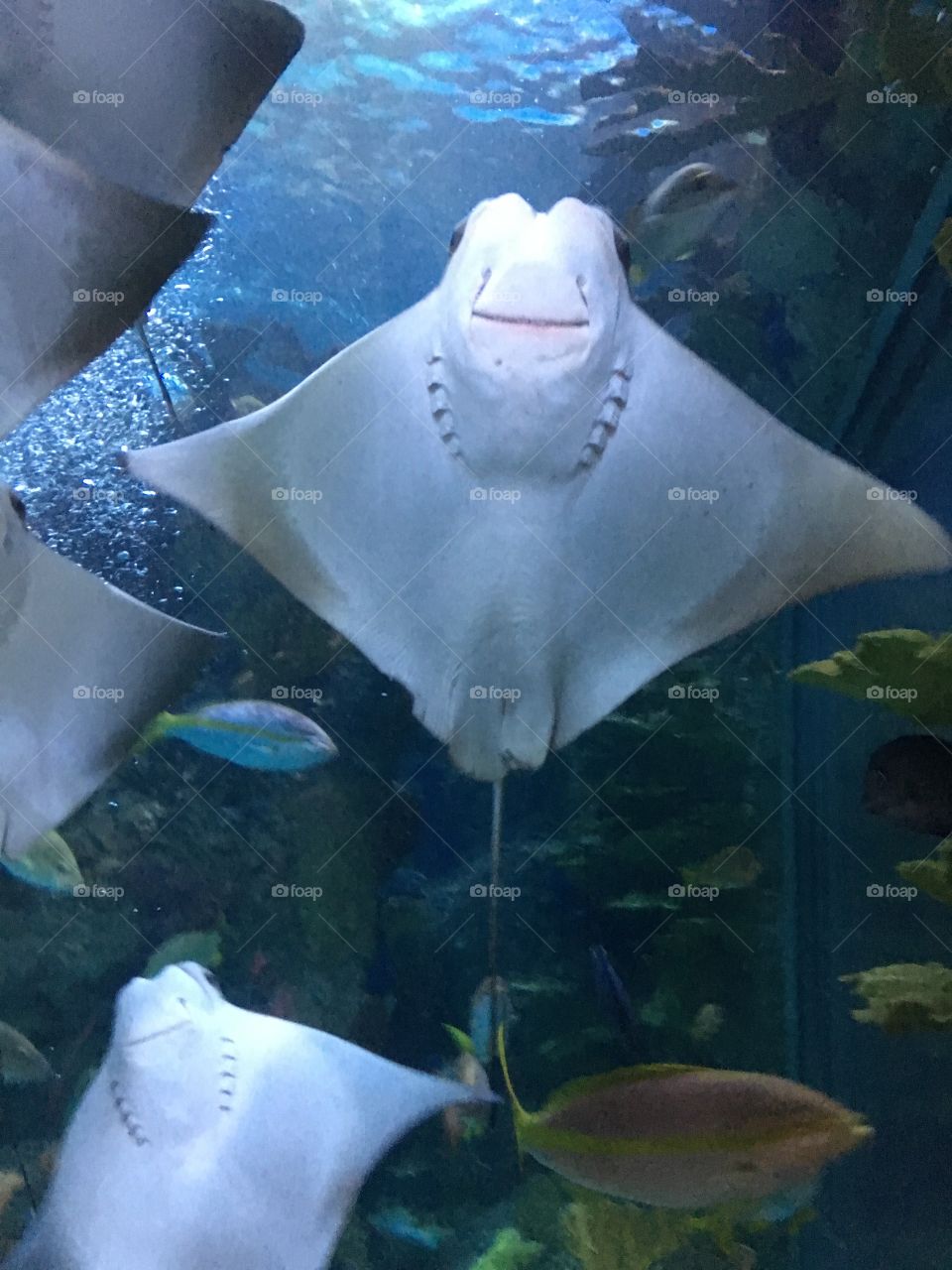 Happy Sting Rays