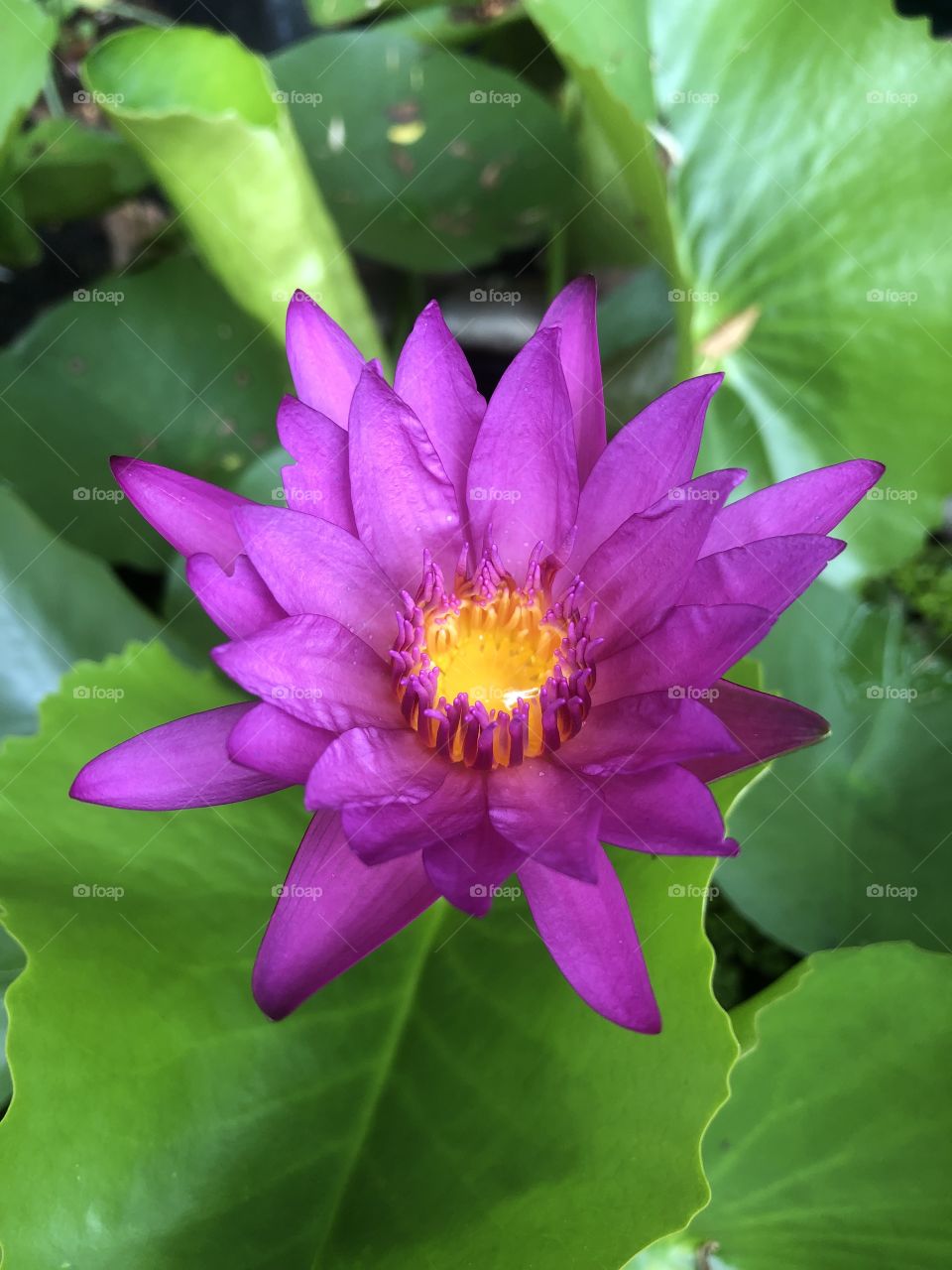 Flower:pink lotus # blooming 