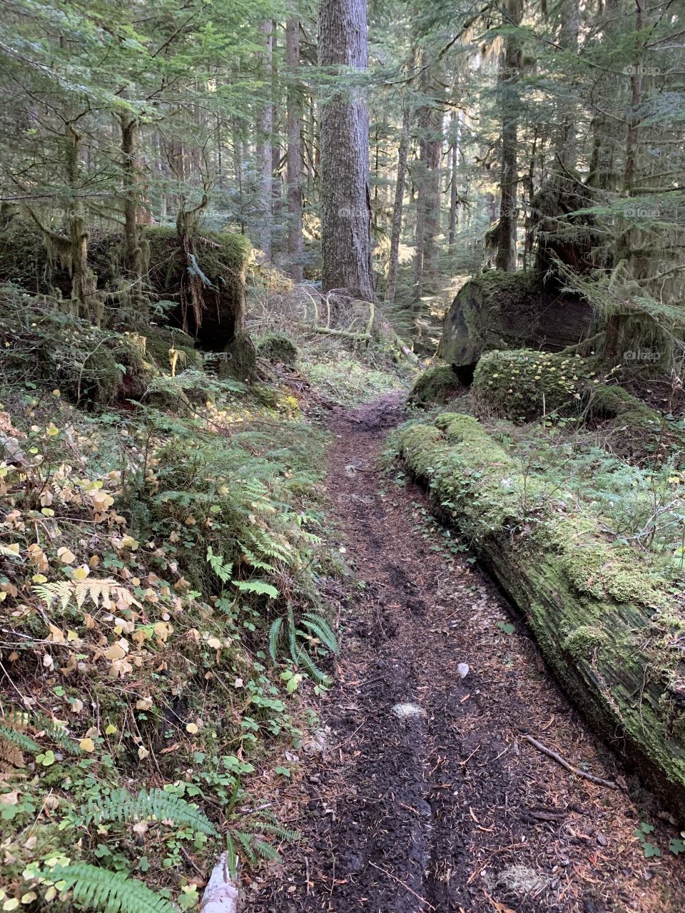 Logs hikes