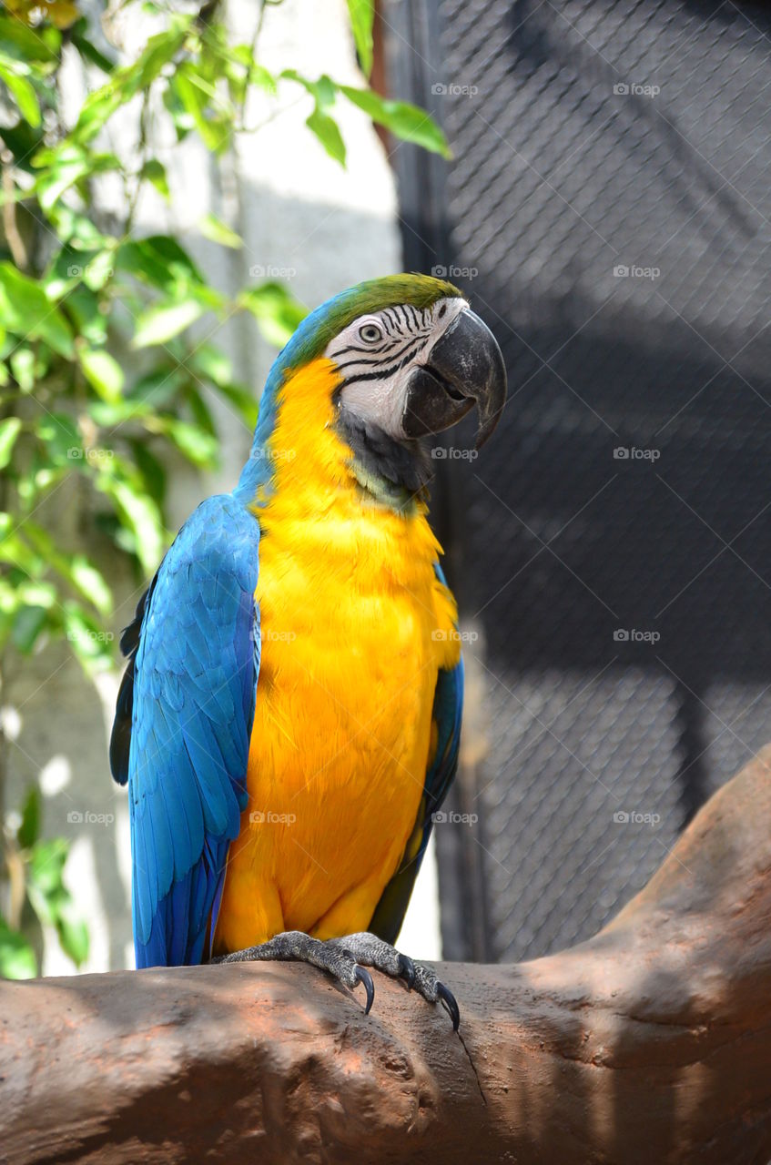 Blue-and-yellow Macaw