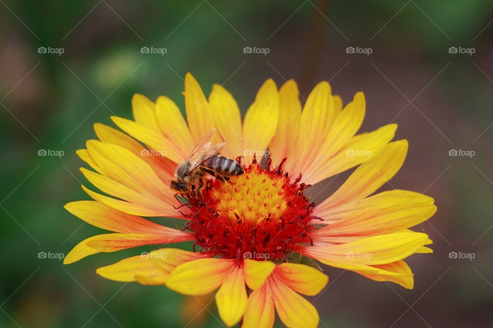 Bee collecting pollen from beautiful orange flowers