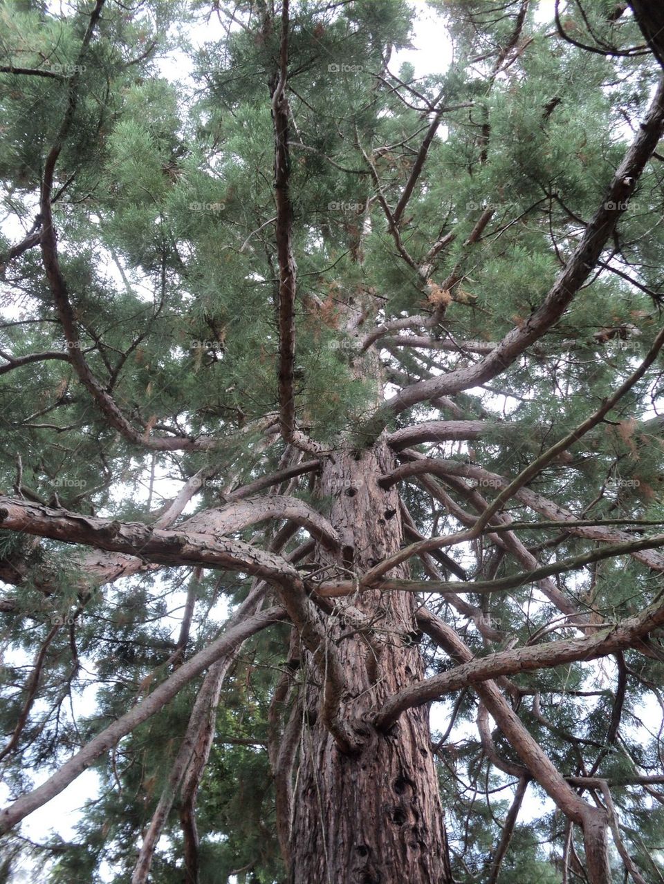 This is the only sequoia tree from Romania