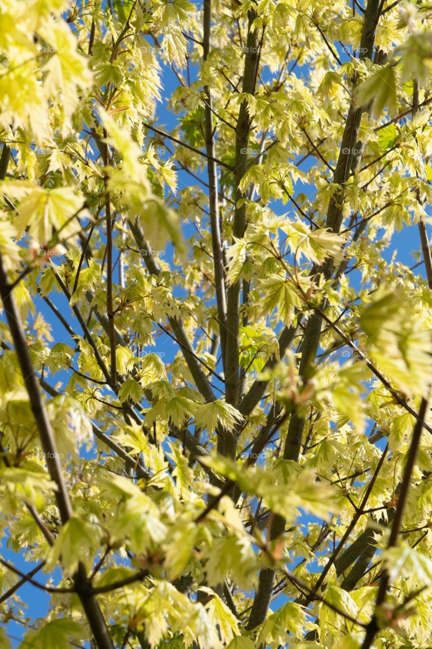Close up of a tree in springtime 