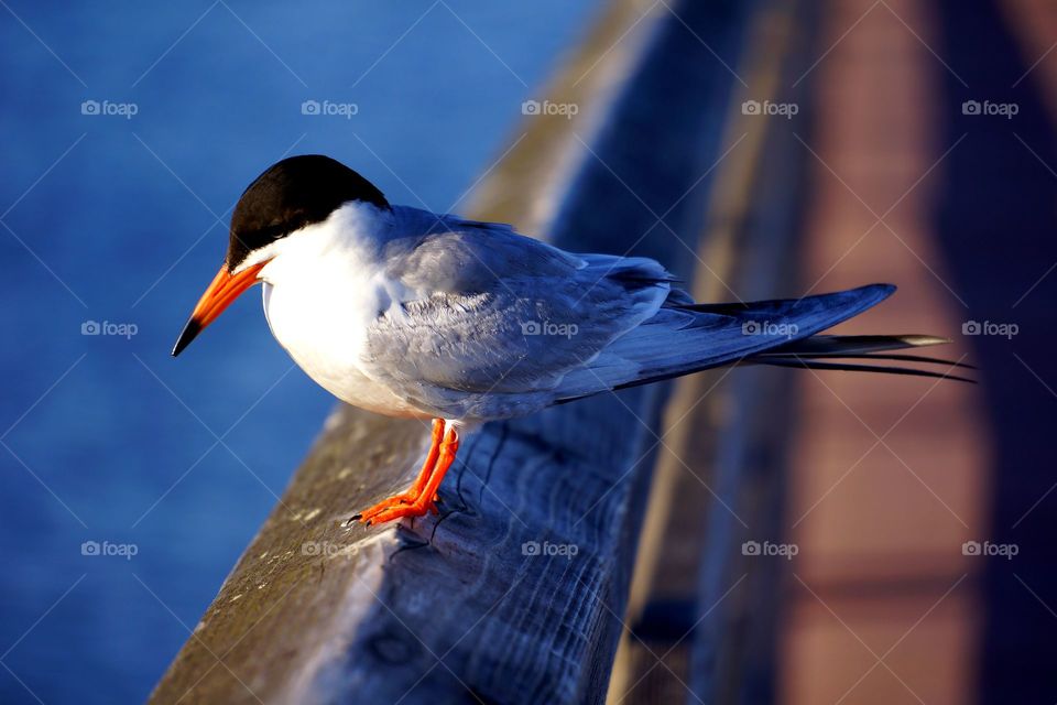 Beautiful Common Tern