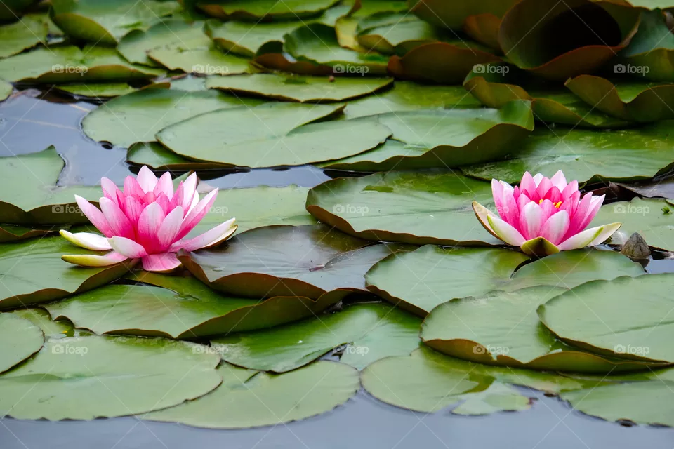 Blooming  lotus
