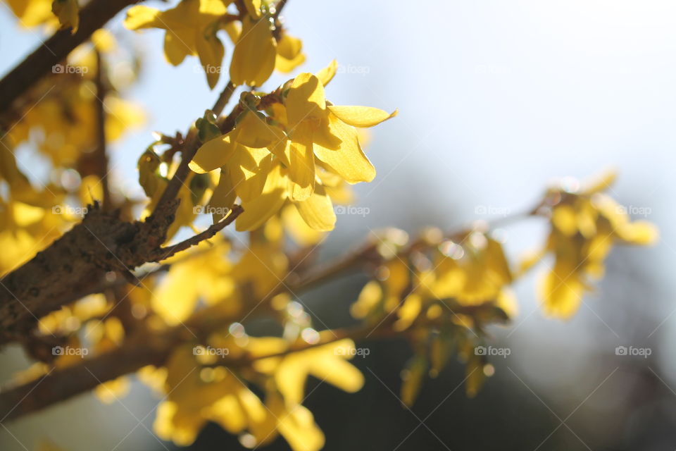 forcythia in spring