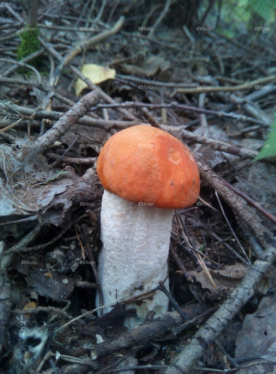 mushroom in forest