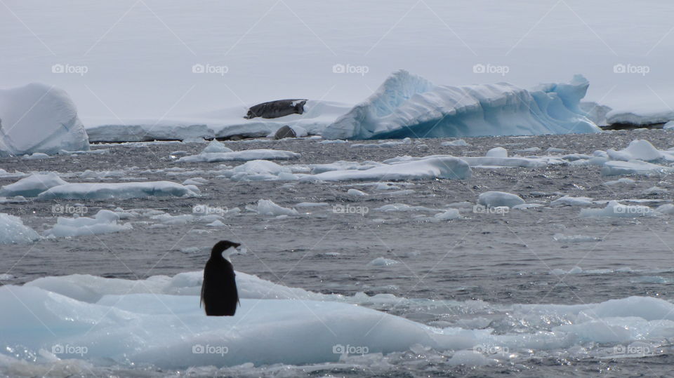 Alone on the icebergs