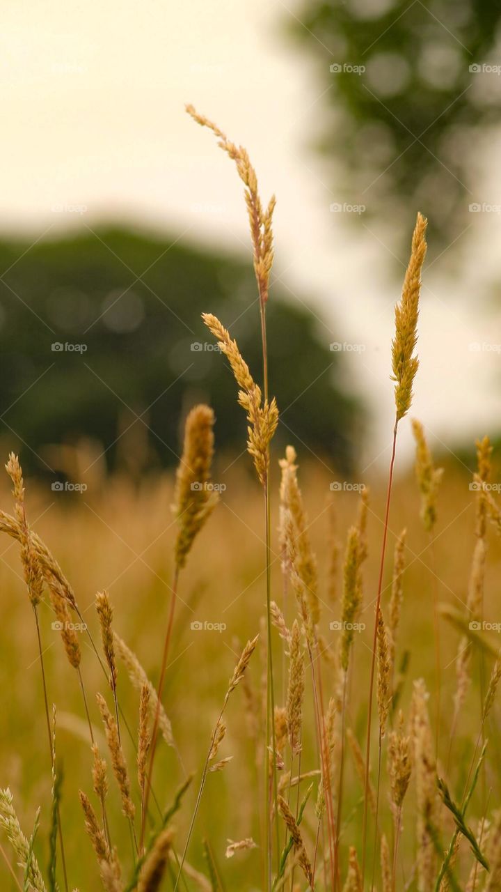 Golden, warm corn on a summers day. Nature photo in the countryside 