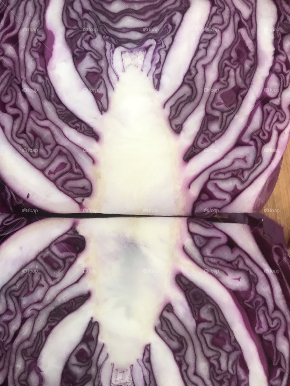 Cabbage 