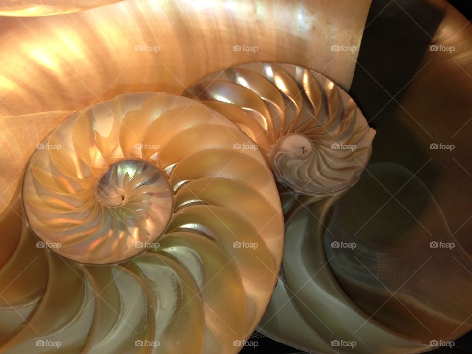 Nautilus shell cross section spiral symmetry pompilius Fibonacci sequence swirl half seashell 
