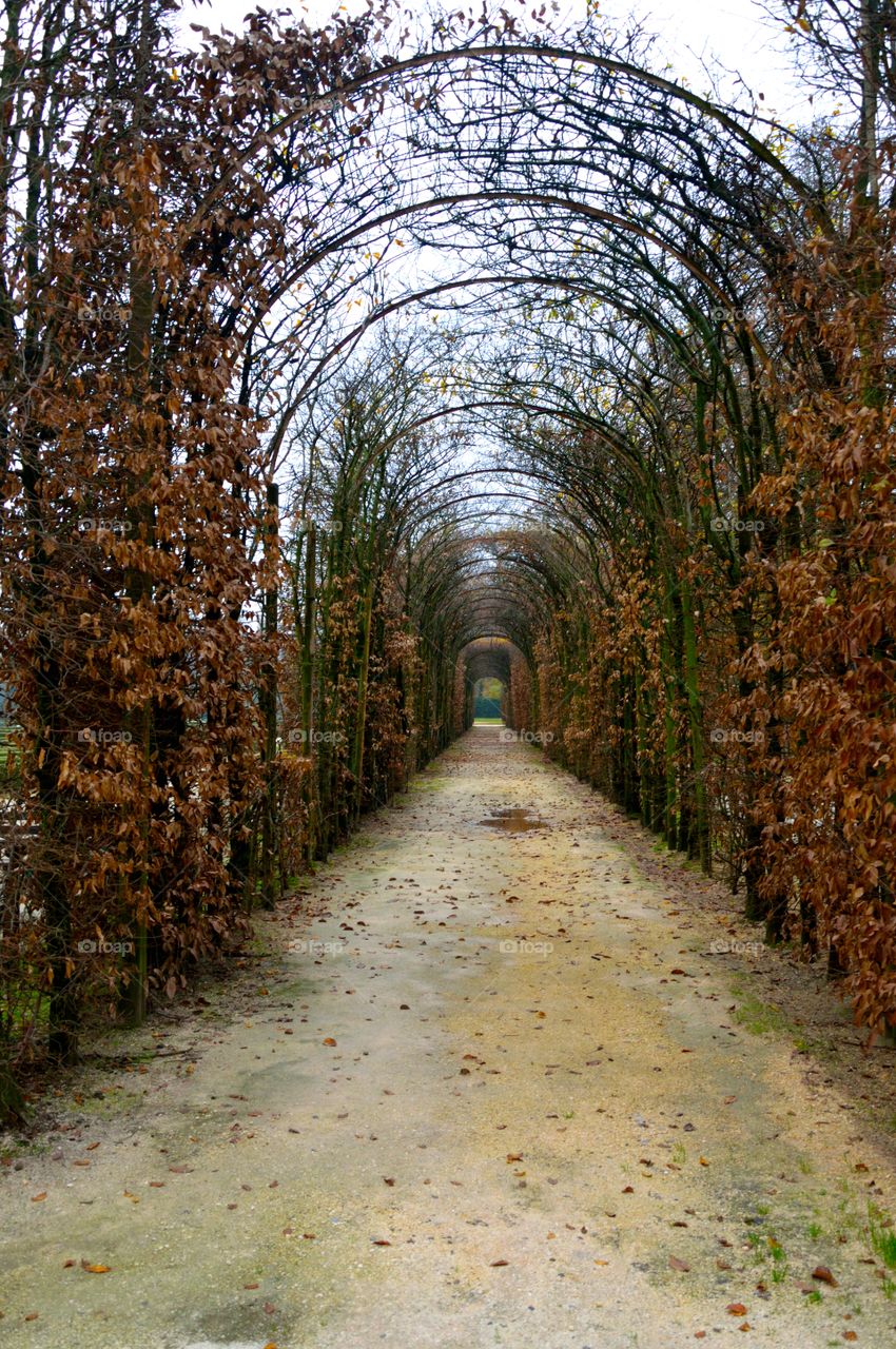 gallery of trees with yellowed leaves in autumn