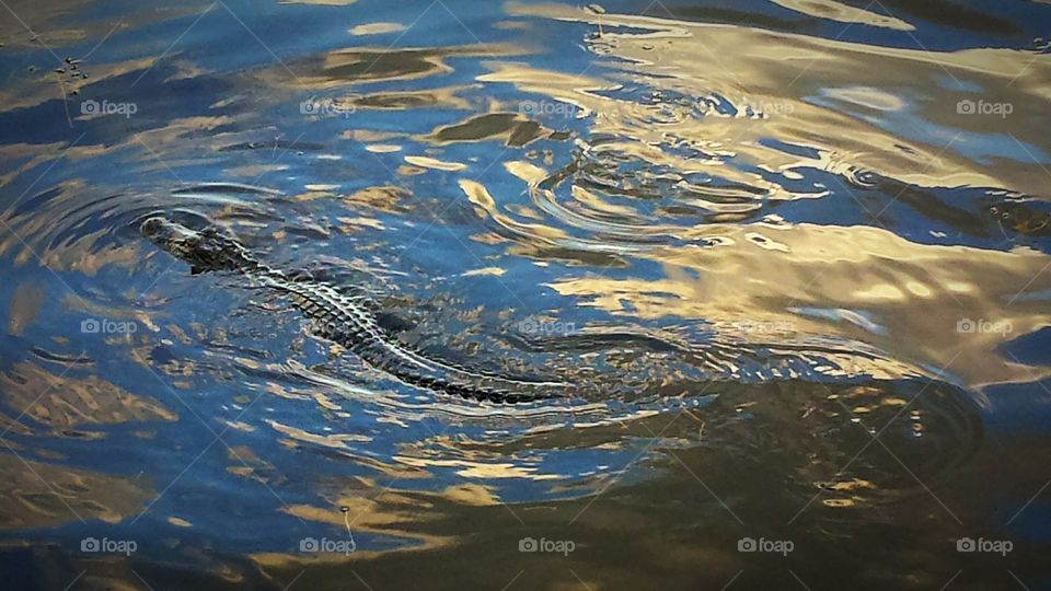 Alligator in swirls of color
