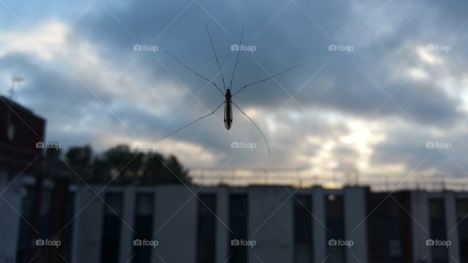 insect on window. a dragonfly or insect on the window with cloudy sky in background