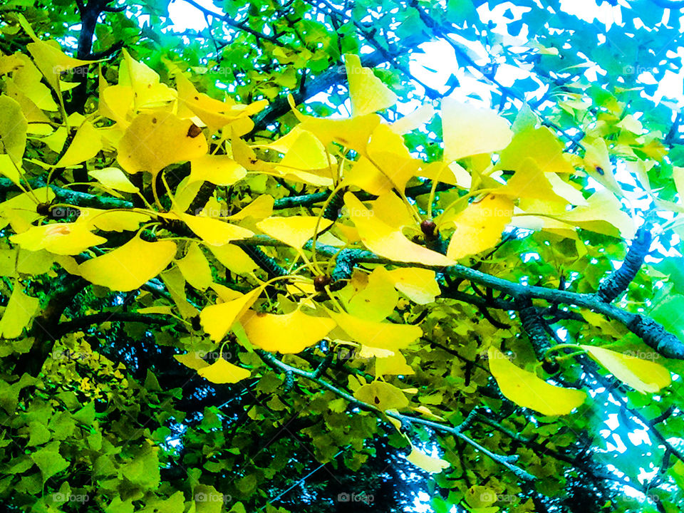 Gold and Emerald. a gingko tree in mid change during autumn