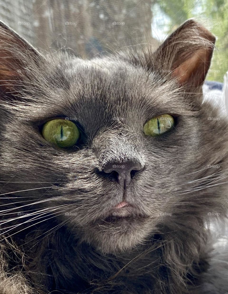 A grey cat sitting in the sun with her tongue sticking out
