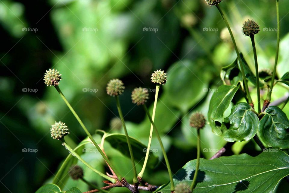 closeup of dogwood