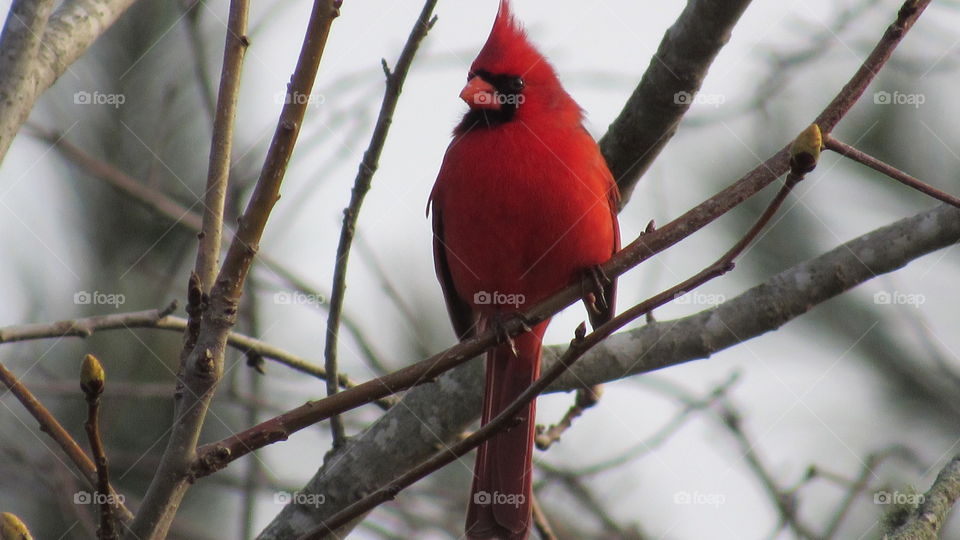Male Cardinal in a tree