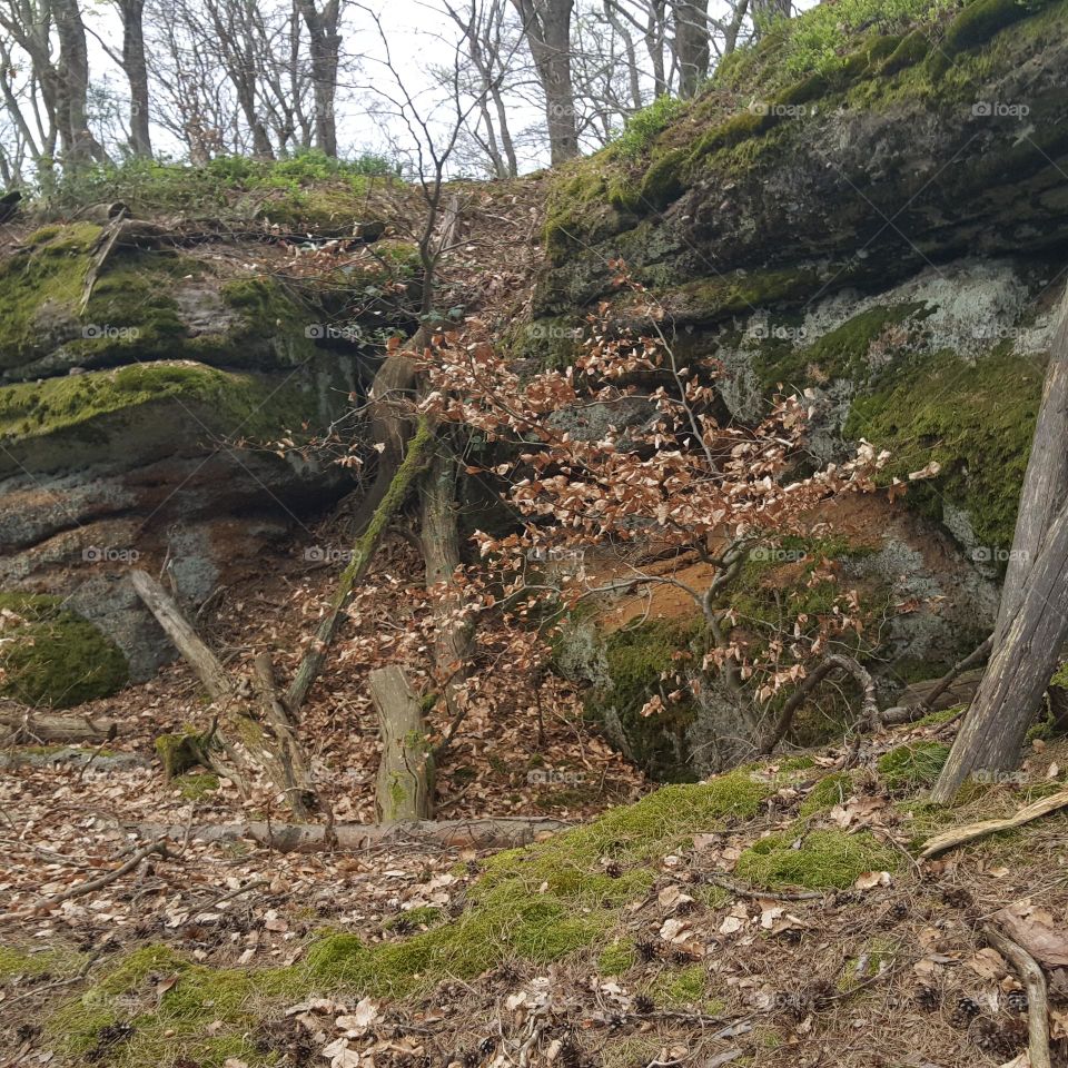 Felsen im Wald 7