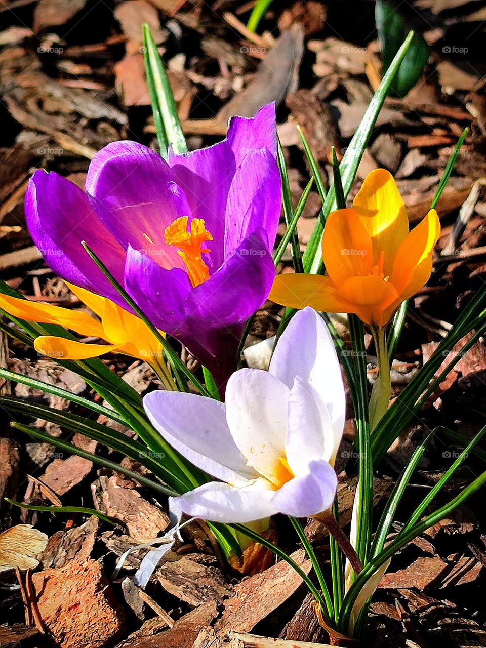 Plants.  First spring flowers.  Three colors of crocuses grew on the bare ground: purple, yellow and white.