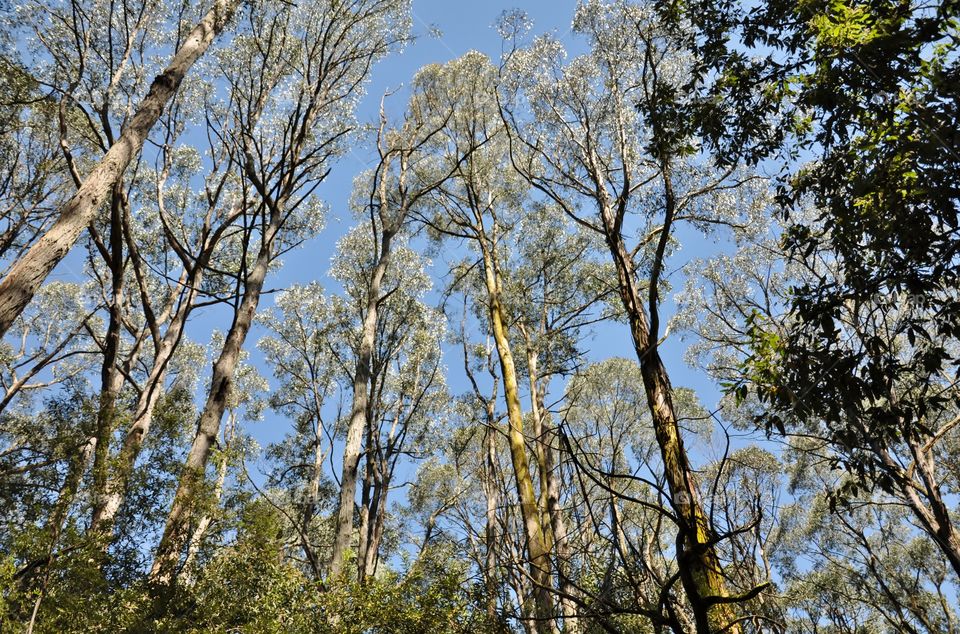 Australian Forest 