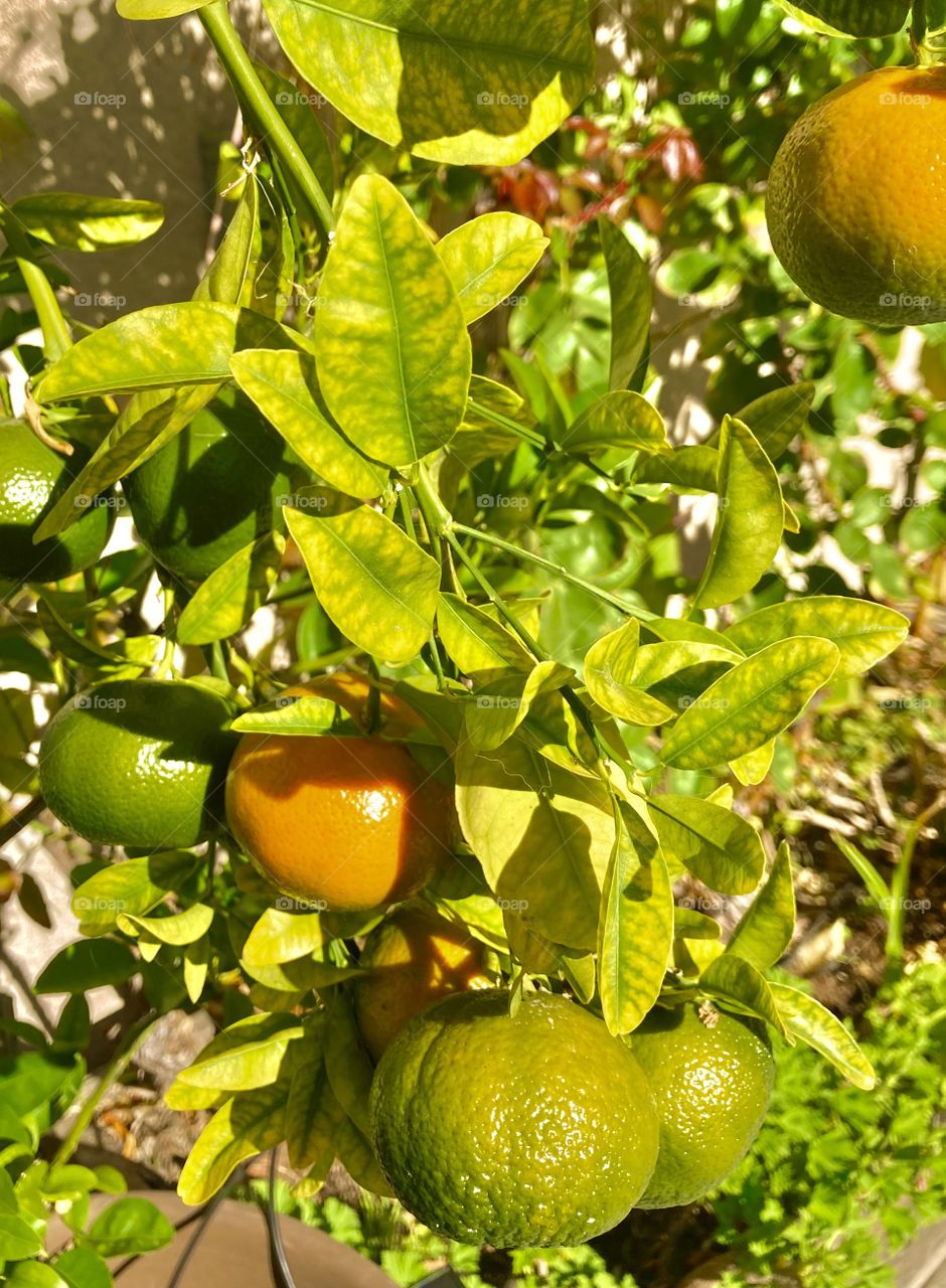 Ripening tangerines in backyard garden 