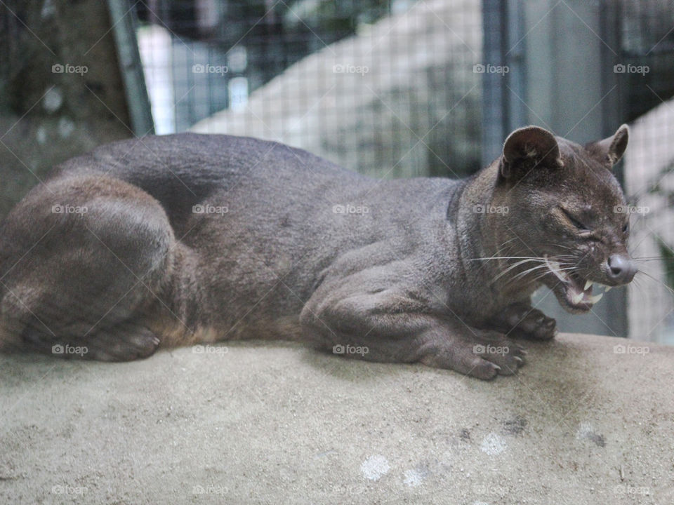 fossa yawning