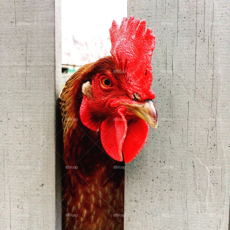 Close-up of rooster