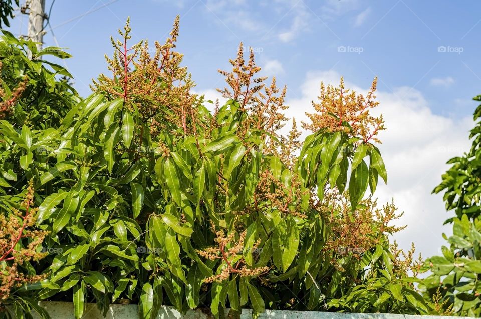 Mango Blossoms