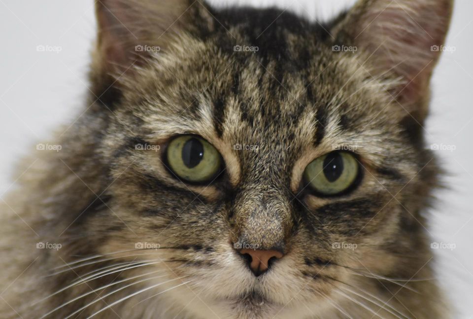 Just feed me already